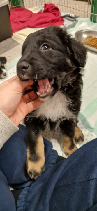 Tino i Teo iz Šibenskih šapa traže dom: Imaju dva mjeseca, obožavaju maženje i igru 