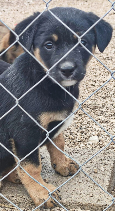 Maleni štenci stari samo dva mjeseca traže udomitelje
