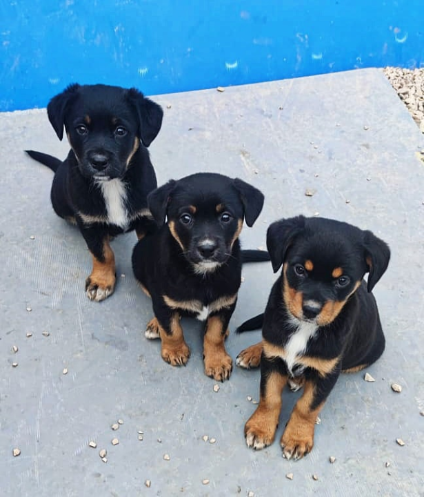 Maleni štenci stari samo dva mjeseca traže udomitelje