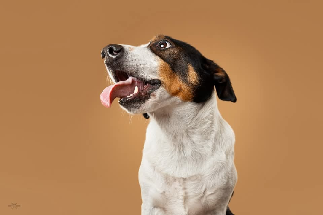 Šibenske šape traže dom za šarmantnog Oskara