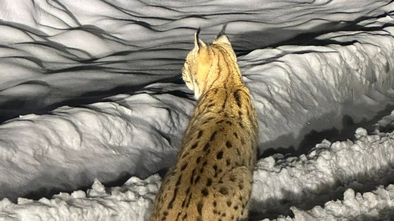 Njegovo veličanstvo ris: Snimljen rijedak susret s vladarom divljine