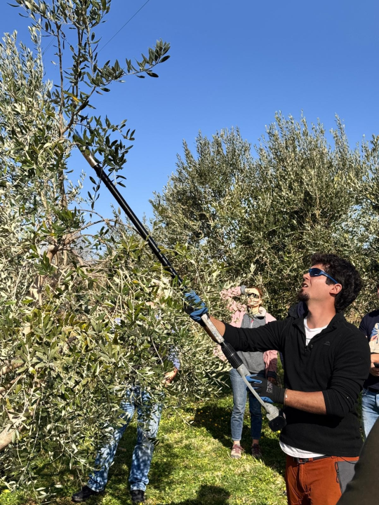 Velik broj maslinara okupio se u Pirovcu na radionici rezidbe maslina