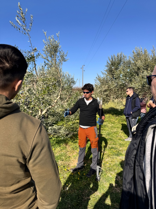 Velik broj maslinara okupio se u Pirovcu na radionici rezidbe maslina