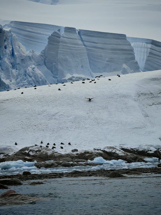 Veliki Gogo na sedmom kontinentu: 'Ako bi Antarktiku trebao opisati riječima, osjećao bi se da abnormalno umanjujem doživljaj' 