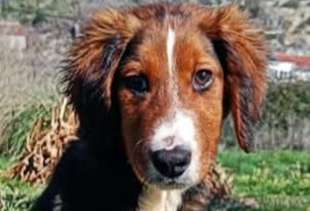 Milo iz Šibenskih šapa traži svoj zauvijek dom: Veselo štene koje će vam ukrasti srce