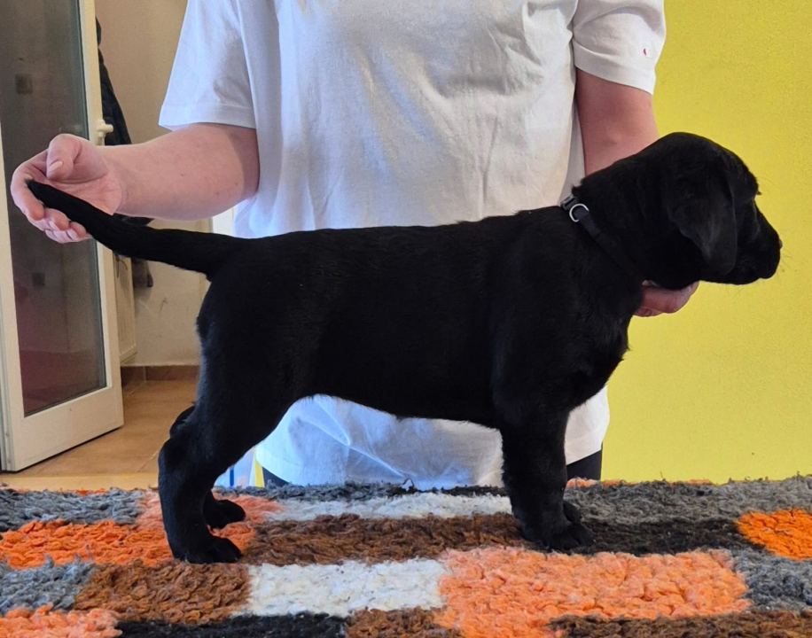 Preslatki štenci labradora spremni za novi dom – iz vrhunskog uzgoja s urednim rodovnicima