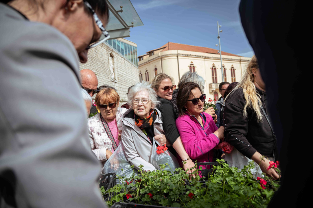 Održana tradicionalna akcija podjele sadnica u Šibeniku