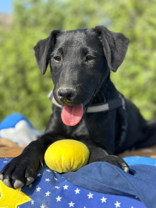 Tri njuškice iz Šibenskih šapa traže svoj zauvijek dom: Upoznajte Kiu, Seija i Ayru