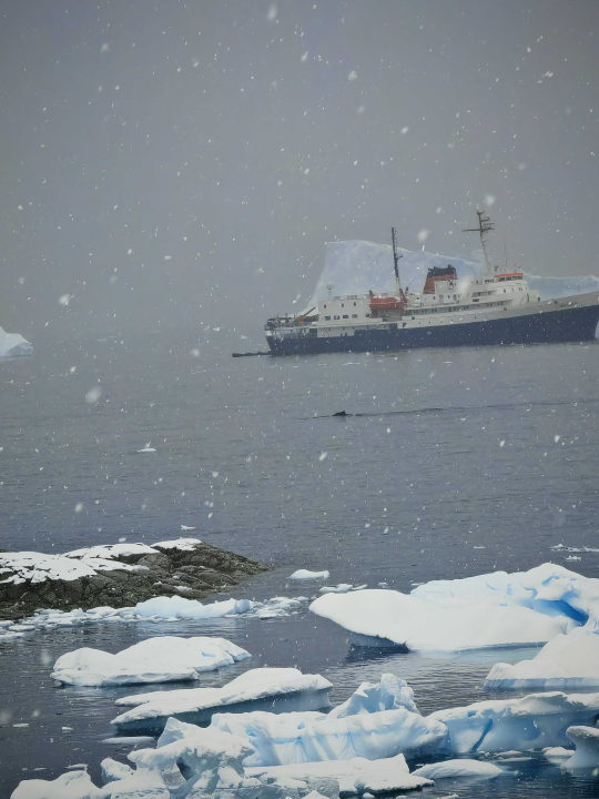 Veliki Gogo, prvi Šibenčanin na Antarktici: 'Skočio sam u more dva puta, a pingvini baš i ne mirišu najbolje'