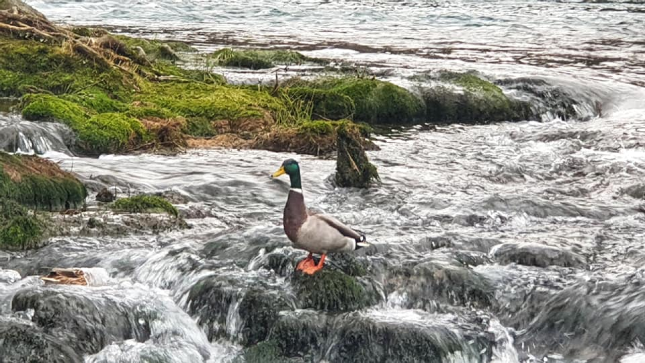 Dan šibensko-kninske županje: Iznimna prirodna ljepota, bogata kulturna baština i povijest