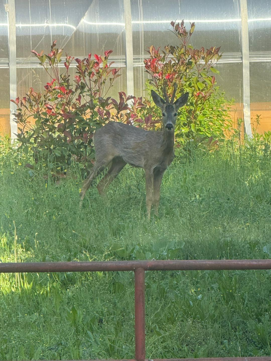 Neočekivani gost razveselio zaposlenike HRT-a u Kninu