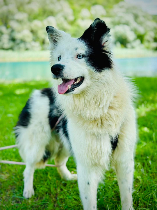 Apel iz Šibenskih šapa: Plavooka ljepotica Dolly traži zauvijek dom