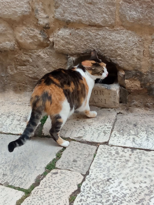 Šibenska ‘urbana legenda’ da je posudica za pse u Kalelargi iz 16. stoljeća samo je još jedna u nizu netočnih priča