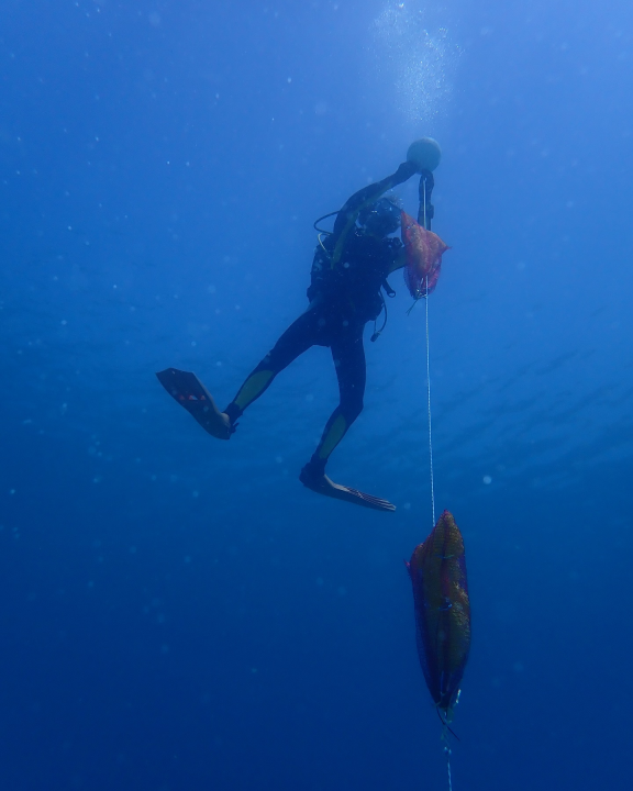 U NP Kornati postavljeni kolektori za prikupljanje mlađi periske