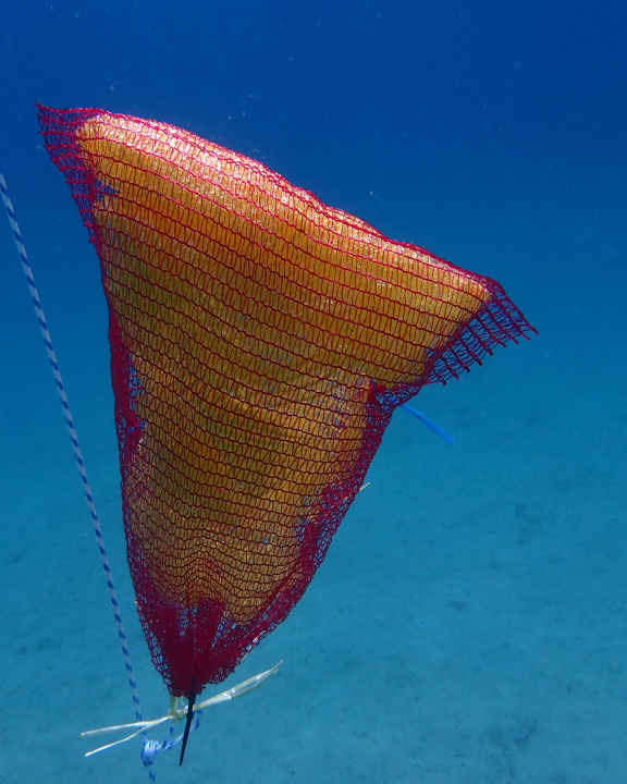 U NP Kornati postavljeni kolektori za prikupljanje mlađi periske