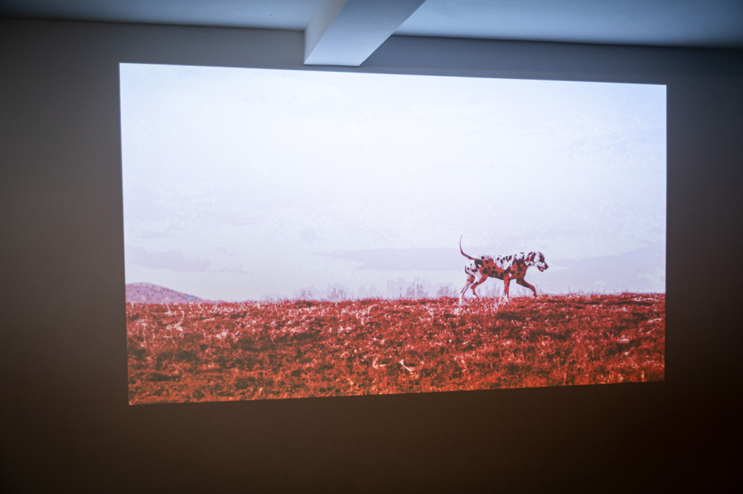 Otvorena Kuća dalmatinskog psa