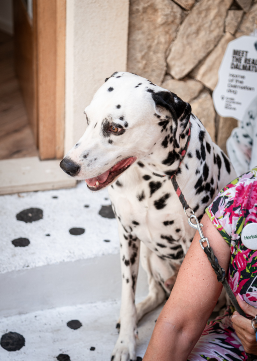 Otvorena Kuća dalmatinskog psa