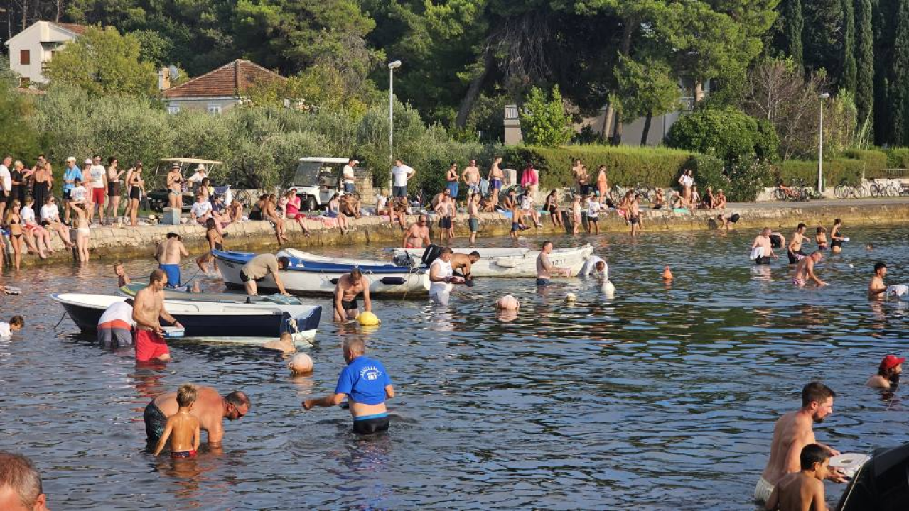 Lov na ciple na teću