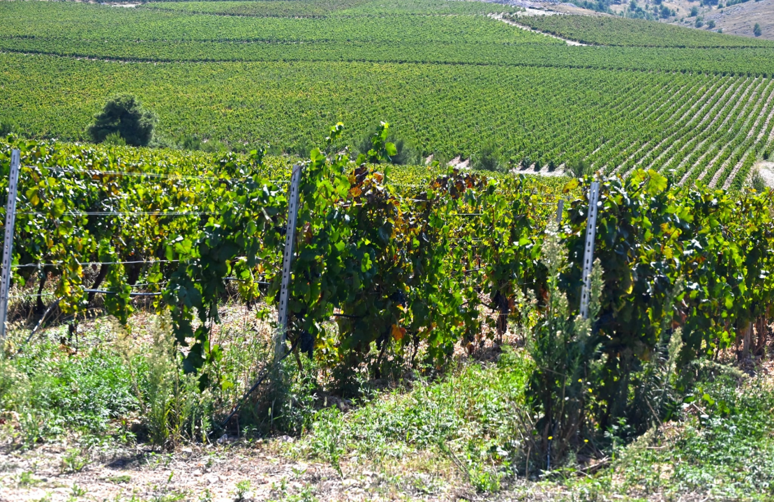 Priča o ćukteru:  Jeste li znali da su šibenski težaci od ciđe radili slatku deliciju?