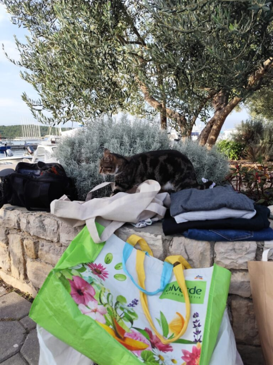 Pirovački buvljak za sterilizaciju i kastraciju mačaka