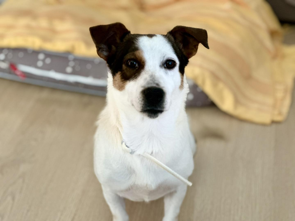 Mia, štićenica Šibenskih šapa, strpljivo čeka svoj zauvijek dom