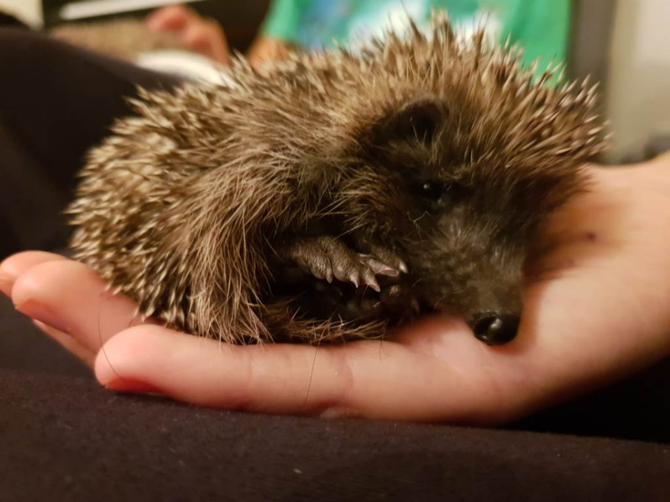 Od prve crte bojišnice do NASA-inih arhiva: Ljiljana Zmijanović kandidatkinja je za 10. Šibensku grandecu