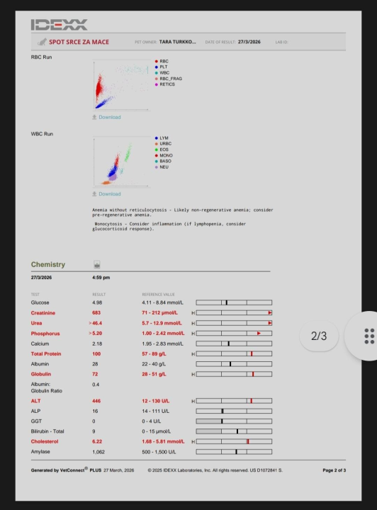 Volonterke pronašle macu u jako lošem stanju na šetnici prema Banju: 'Kako joj ne pokušati pomoći'