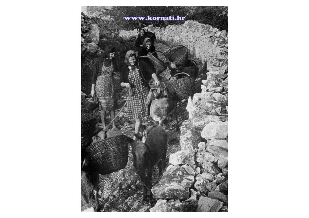 Kornatska priča o stoljetnom opstanku: Ovce, masline i suhozidi