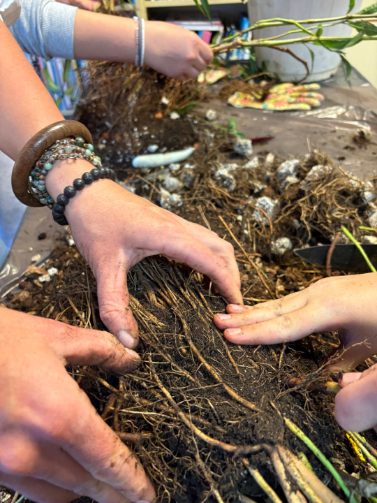 Pripremljeno 70 sadnica lavandule i ruellije za eko-akciju u Zatonu i Raslini