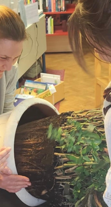 Pripremljeno 70 sadnica lavandule i ruellije za eko-akciju u Zatonu i Raslini