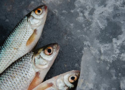 Velika Britanija dogovorila kvote za izlov ribe s EU-om i Norveškom