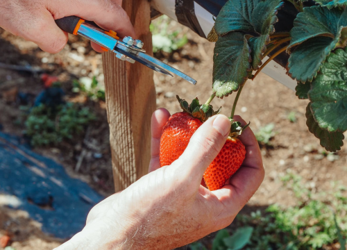 Domaće jagode samo što nisu: Evo recepata za sok, džem i sladoled