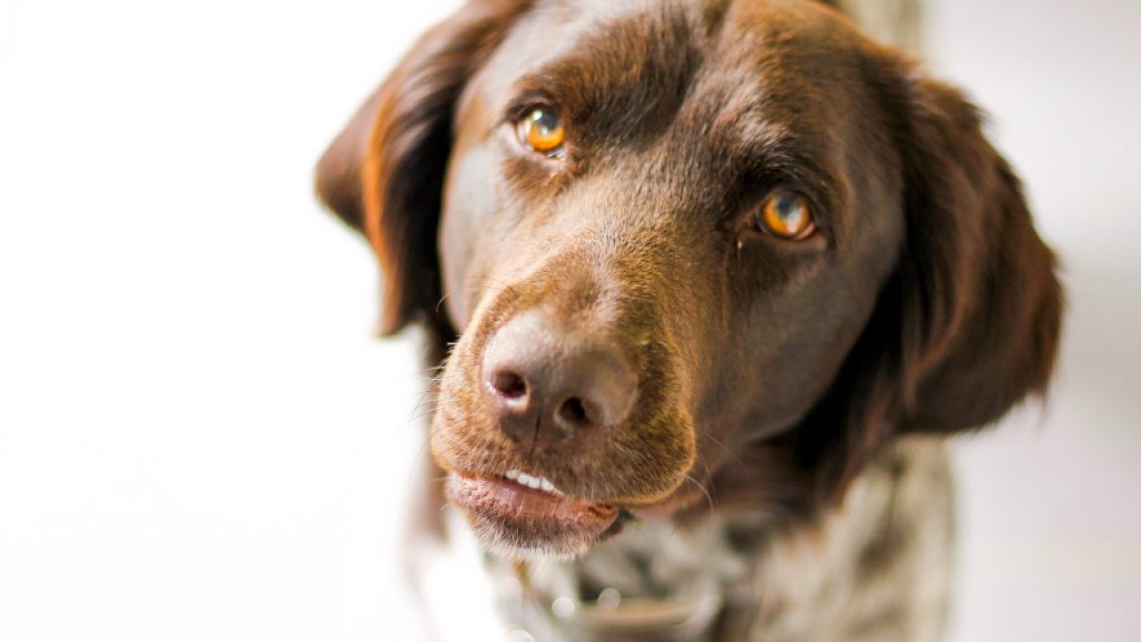 Njemačka policija prekinula ilegalnu trgovinu štenaca iz Hrvatske