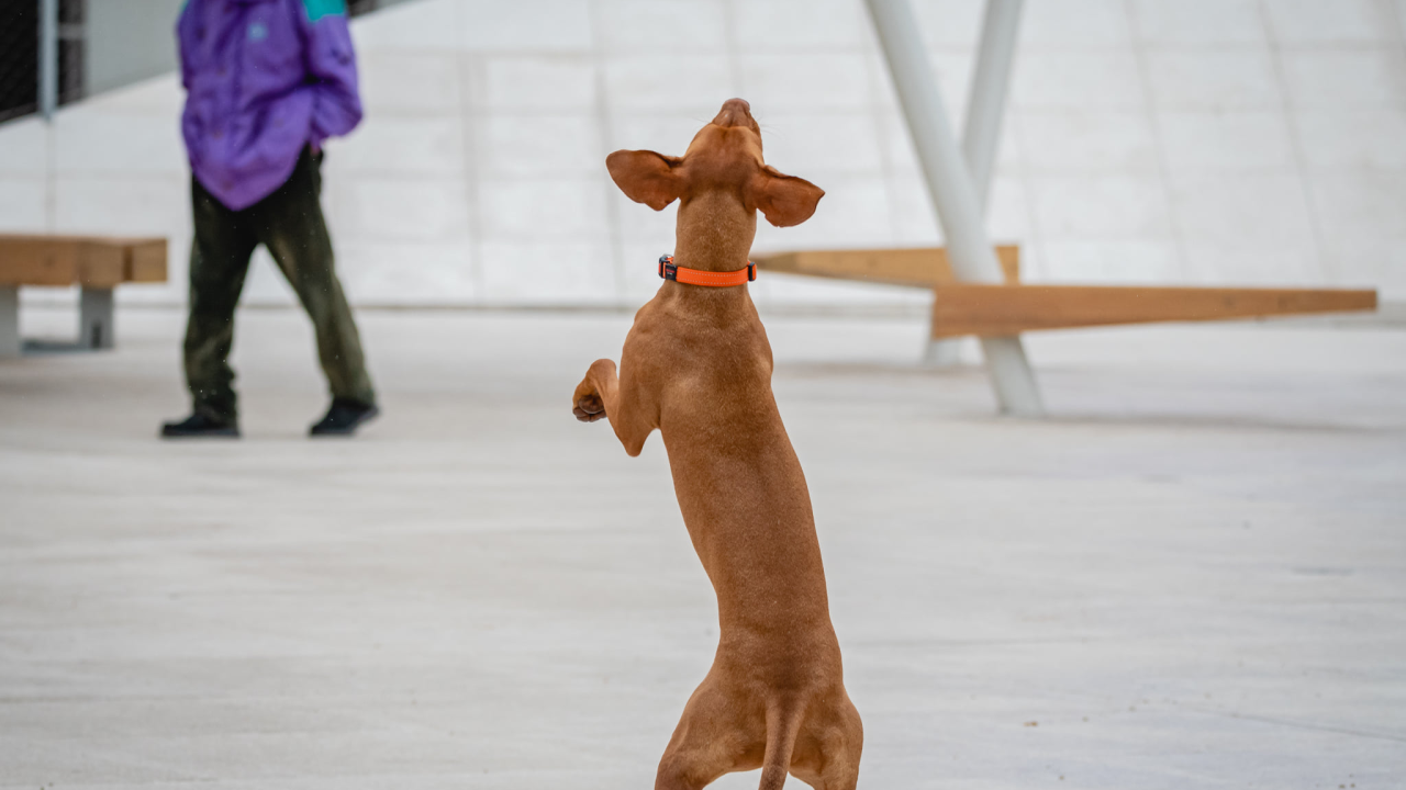 'Psi ne vole grljenje': Ne nervirajte ih s ovih pet stvari