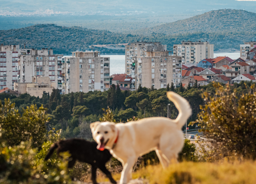 Mi smo potpisali, potpišite i vi: Vrijeme je da držanje psa na lancu bude zakonski zabranjeno!