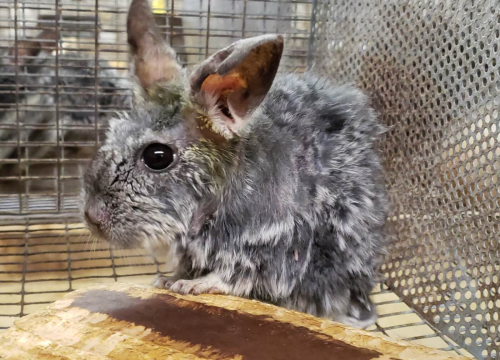 Samo u Europi u bolovima ih umire 35 tisuća godišnje: Birajte kozmetiku koja nije testirana na životinjama