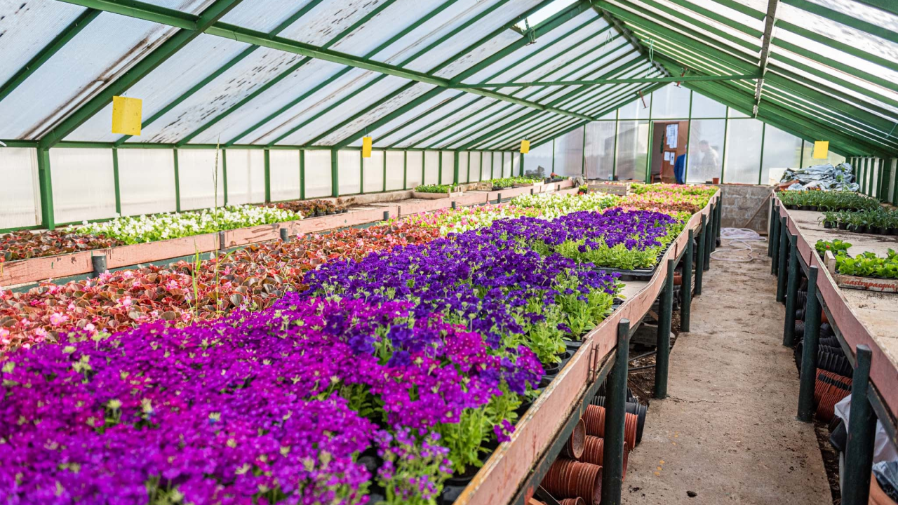 Zeleni grad pripremio dvije tisuće sadnica koje će podijeliti građanima: pelargonije, petunije, vodenike, gazanije…