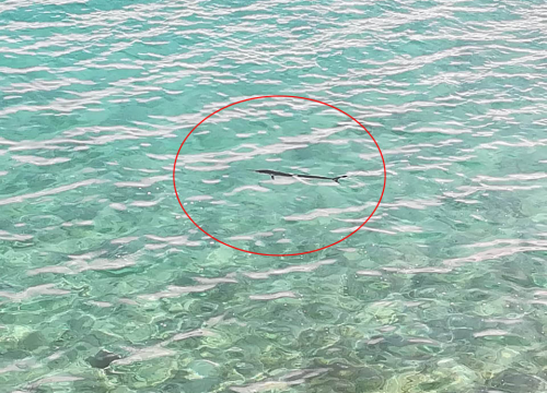 Neobičan gost svratio u valu kod Grebaštice