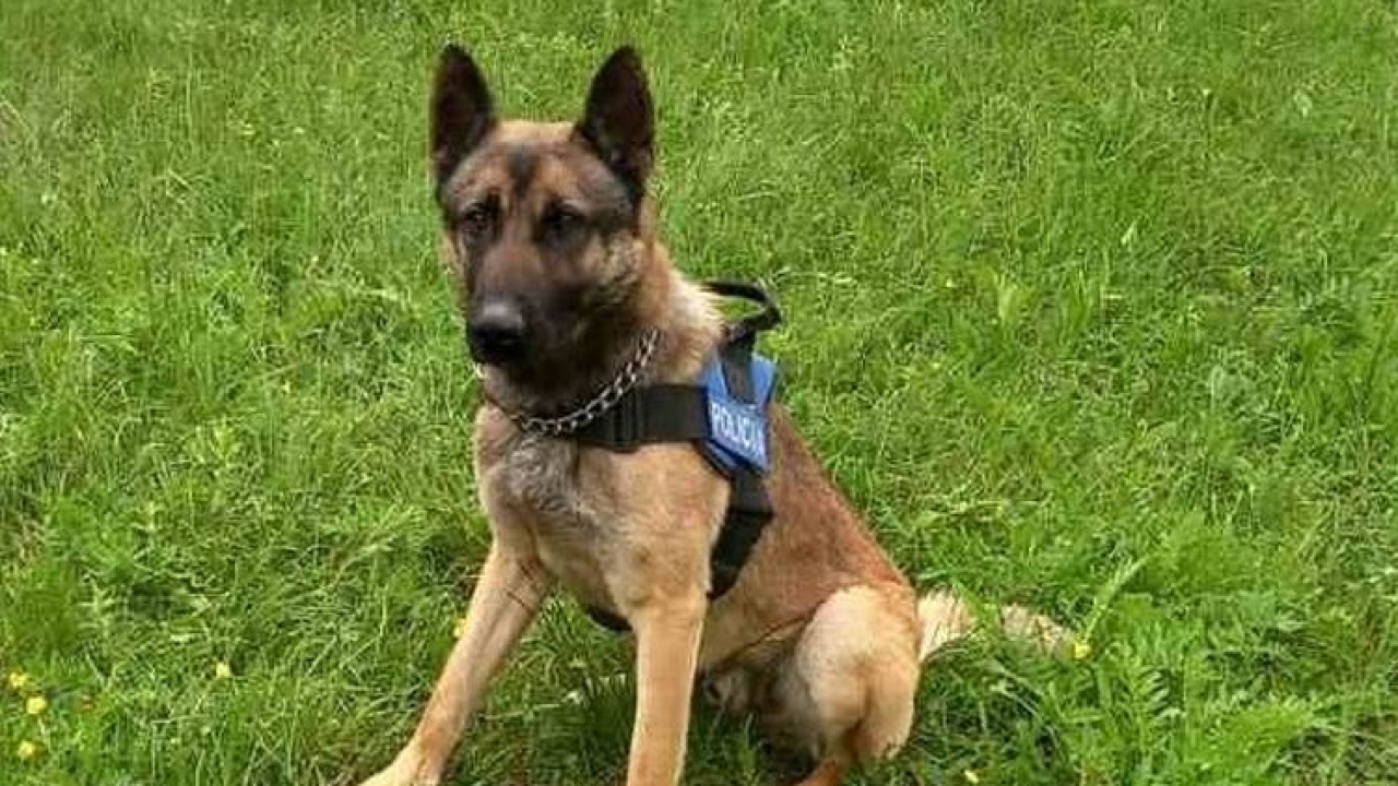 Policijski pas Rocky nanjušio više od 800 grama kokaina i 500 hašiša