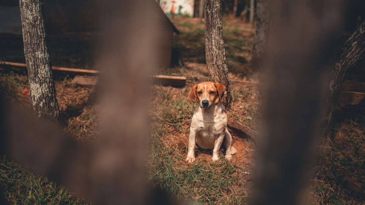U Majskim Poljanama jedan pas upucan iz vatrenog oružja, drugi iz zračne puške