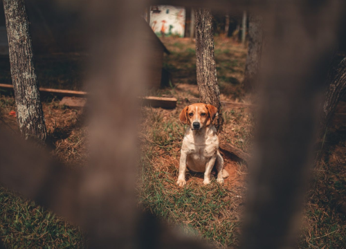 U Majskim Poljanama jedan pas upucan iz vatrenog oružja, drugi iz zračne puške