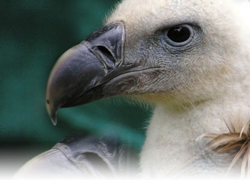 Mladi bjeloglavi supovi nakon oporavka pušteni u prirodu: Zaštićene rijetke ptice uspješno poletjele