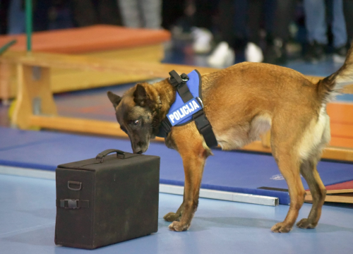 Arija nanjušila 31 vrećicu ispunjenu kokainom u obiteljskoj kući uz Vodicama