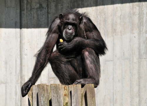 U 63. godini uginuo Cobby, najstariji mužjak čimpanze u ZOO-u u San Franciscu