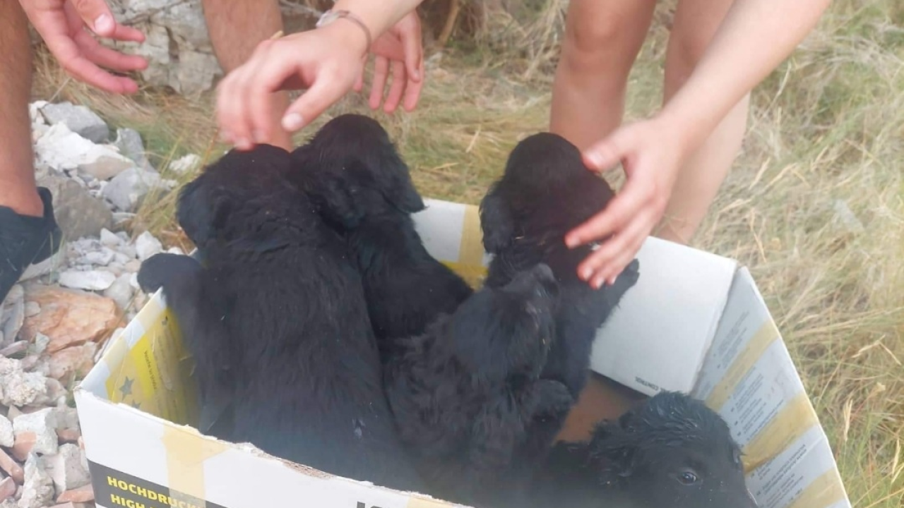 Netko je u Šibeniku odbacio ovih šest štenaca: Traži se privremeni smještaj do udomljenja malenih