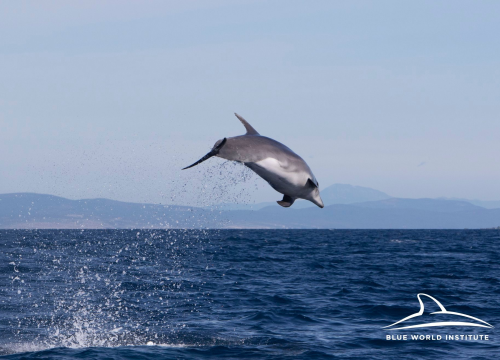 Isplovite li prema šibenskim otocima, dobre su šanse da vidite dupine: Evo kako se ponašati kraj njih