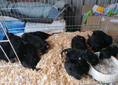 Netko je oko Knina bacio 11 minijaturnih štenaca: Traži se vlasnik da mu se pomogne s kastracijom kujice