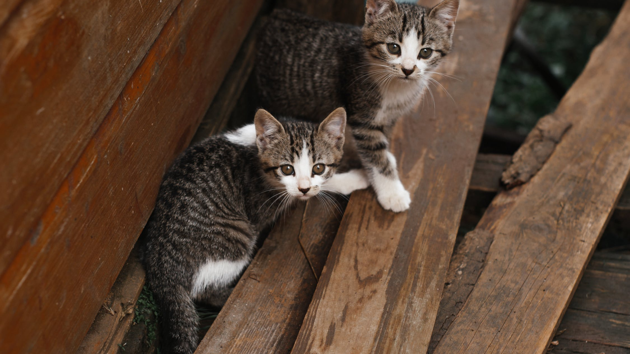 U Tribunju odlučili izaći na kraj s neželjenim mačićima: Platit će kastraciju 50 maca