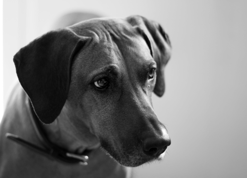 Suđenje tipu osumnjičenom da je šest godina silovao svoje pse: Radi u Bruxellesu i sve ignorira