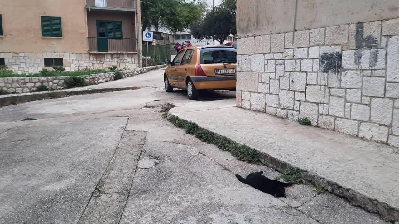 Na Baldekinu pronađene otrovane mačke: 'Bile su zdrave i kastrirane, ne znam kome su mogle smetati, zvali smo policiju'